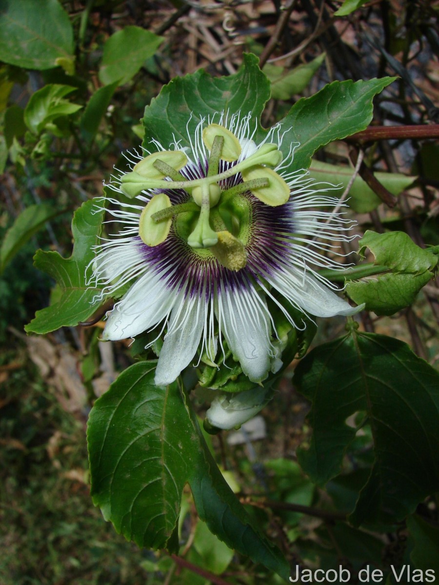 Passiflora edulis Sims